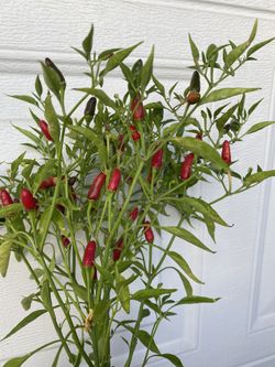 Súper Chile Fruiting Plant, Grower Pot (4 Inch Need A Replant Pick Up Only In City Of Whittier