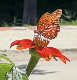 Mexican Sunflower Seeds. Spectacular Bright Flowers. Non GMO.