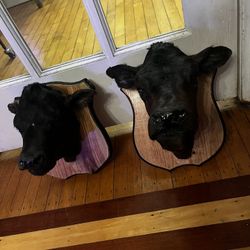 Taxidermy Cow Heads!! $200 Each 