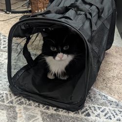 Cat Carrier