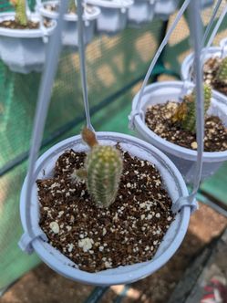 Chamaecereus Cactus/ Peanut Cactus Blooms Yellow With Orange Strips