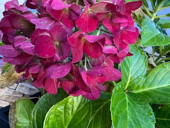 Beautiful hydrangeas in 4.9 Gallon size pot