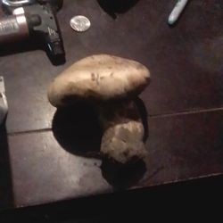 White Wild Matsutaki Mushrooms 