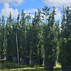 podocarpus over 8 feet tall Instant Privacy Hedge For Fence 
