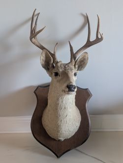 Whitetail Deer Head Mount 10 Point