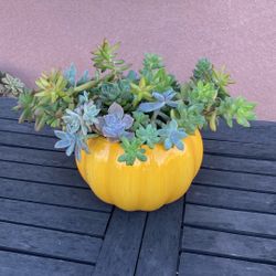 Succulents Thanksgiving Decor