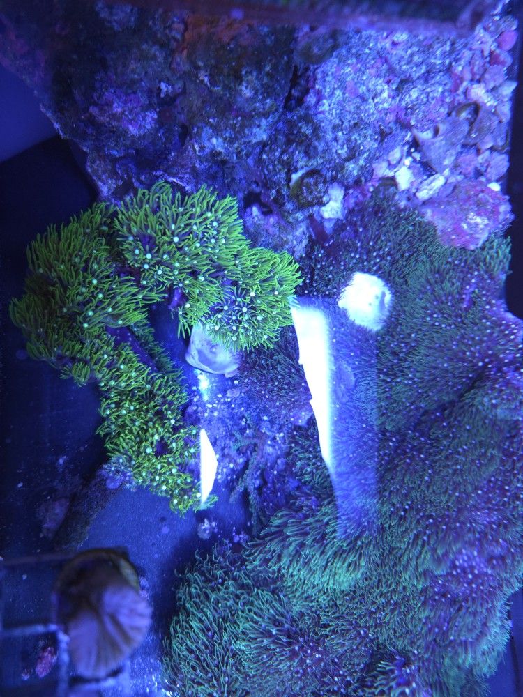 Decoration Branching GSP