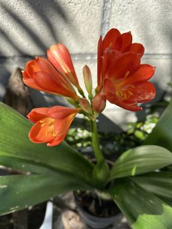 Clivias