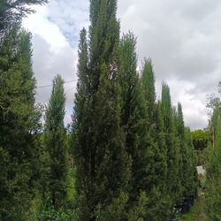Gorgeous Tall Italian Cypress Trees 25gl $250🏡🏡🏡