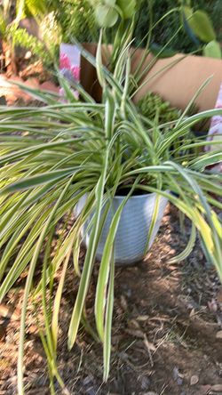 Variegated spider plant
