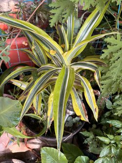 Plant