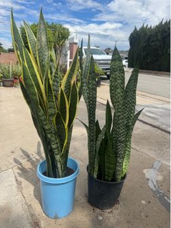 Tall and full snake plant 20$ each