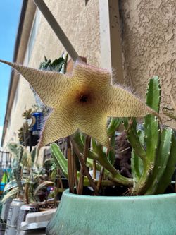 Starfish succulent living plant  stapelia gigantea ready to bloom $5-10 well established