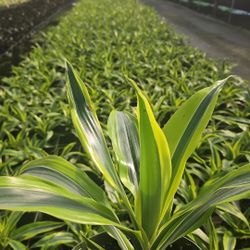 Dracaena Lemon Lime 6” 🍋 – Neon Vibrancy! (Bulk & Individual)