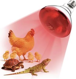 Heat Bulbs 250W 1 Pack Infrared Heat Lamp