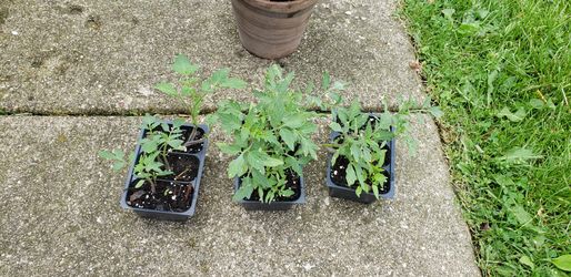 Tomato plants