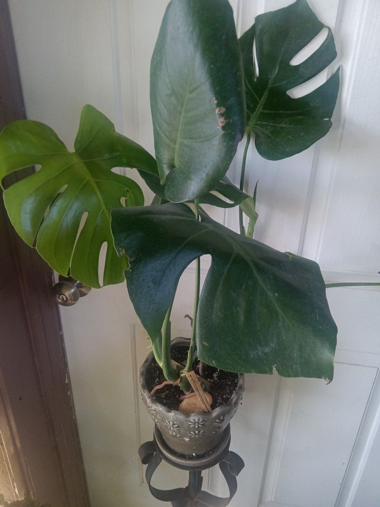 Planta Costilla De Adan