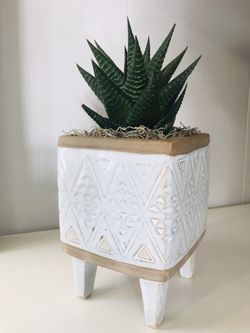 Real Haworthia fairy washboard cactus plant flowers succulent home decor planter pot