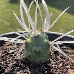 Paper Spine Cactus 🌵