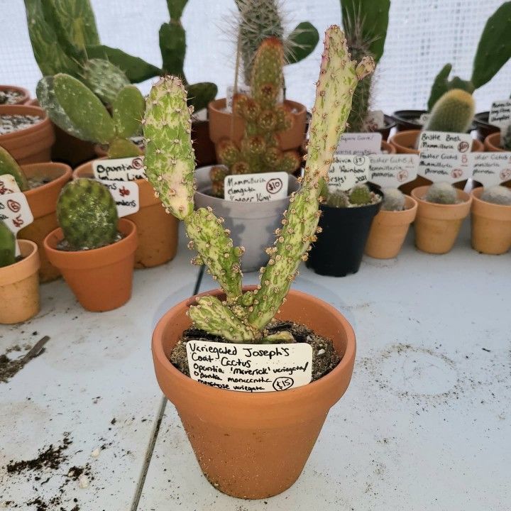 Variegated Joseph's Coat Cactus