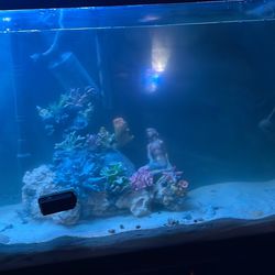 55 Gallon aquarium 