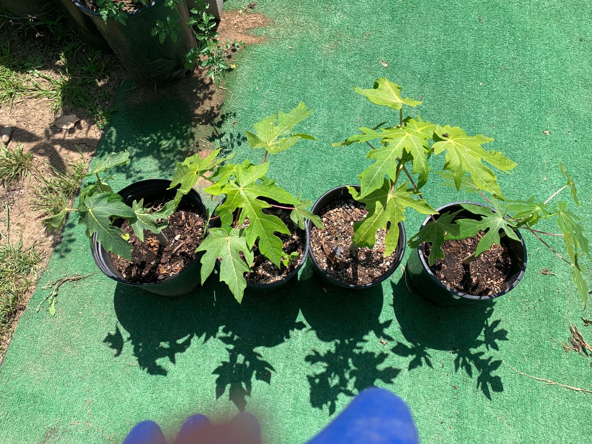 Papaya trees