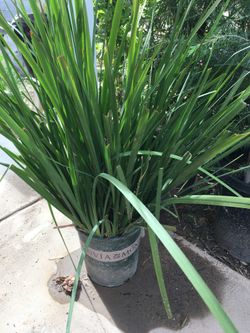 African iris