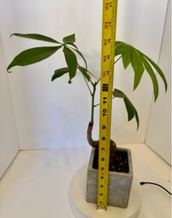 Money tree bonsai in 4” pot