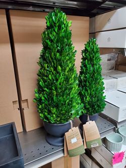 Boxwood trees 19in 18.00 16in 15.00