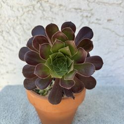 Aeonium Plant