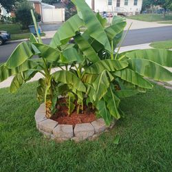 Banana Plant