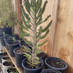 Plata De Mala Madre O Calmchoa Disponibles