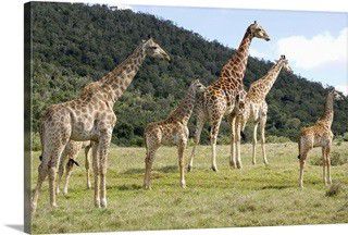 Giraffes in safari park 36 x 24