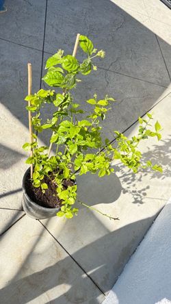 Arabian jasmine super fragrance 5gallons