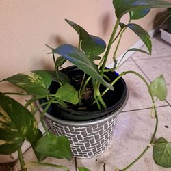 Indoor, Plant 🪴 