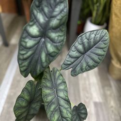 Alocasia Dragon Scale Plant 
