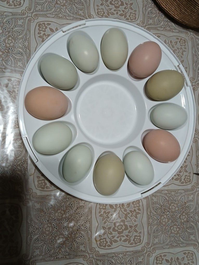 Fertile Barnyard Mix Eggs