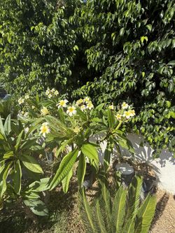 Flower Branches For Sale