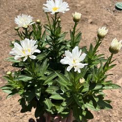 Daisy Plant In Pot - Large , Small Pots Or Both