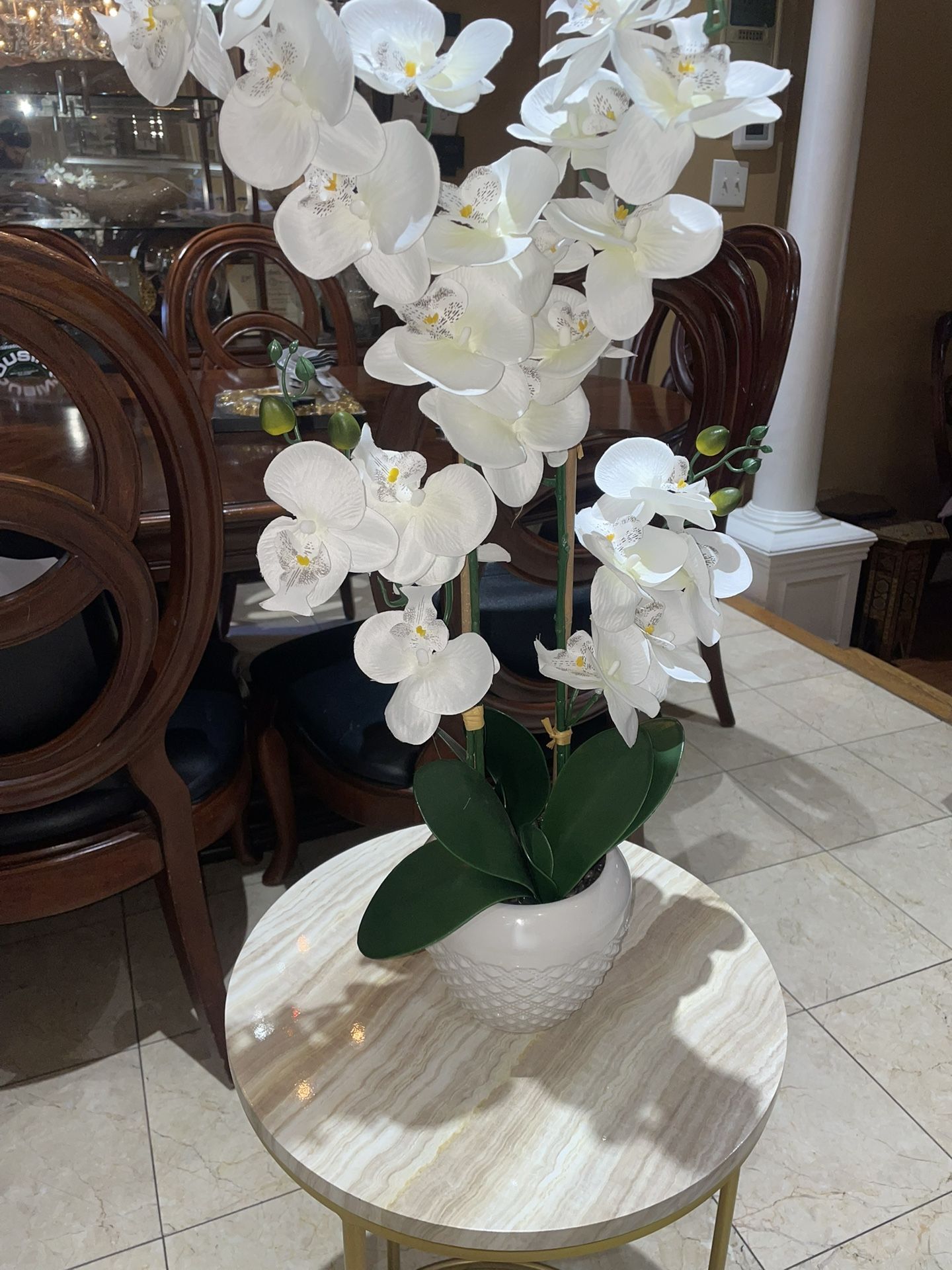 Orchid Plant