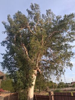 FREE Eucalyptus branches  PLEASE  READ the description