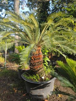 Sago Palm 🌴$975