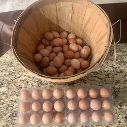 Eggs - Farm Fresh Organic