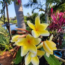 Fully Rooted "Nebel's Gold" Plumeria. 3-4' Multiple Tips