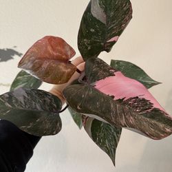Philodendron pink princess plant