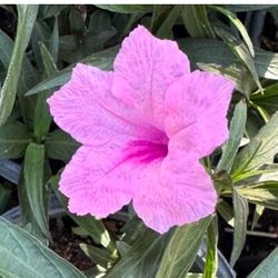 Mexican Ruelias Bushes Pink. White. Purple In One Gallon $10 Each