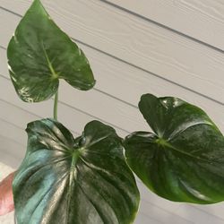Philodendron Plowmanii | This Baby Gets Mosnstrous