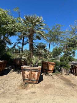 Mediterranean fan palm tree