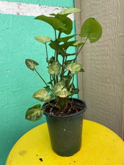 Syngonium