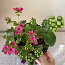 Two-Tone Kalanchoe – Full of Buds, Ready to Bloom